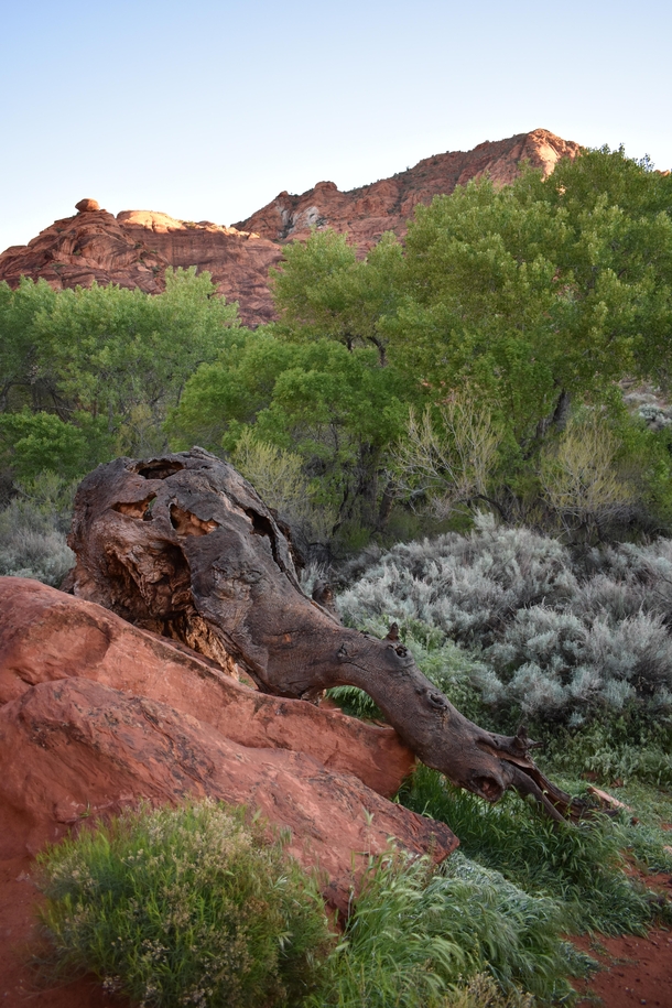 Old tree trunk that looks like an elephant head and trunk Leeds Utah USA 