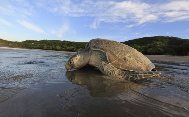 Olive Ridley sea turtle Lepidochelys olivacea returns to the ocean after nesting La Flor Beach Natural Reserve Nicaragua 