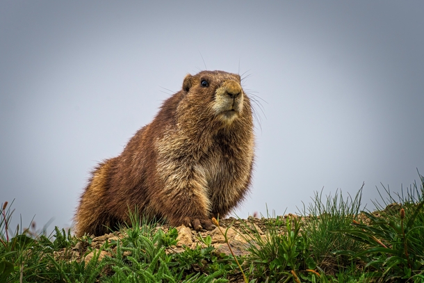 Olympic marmot ready for his closeup 