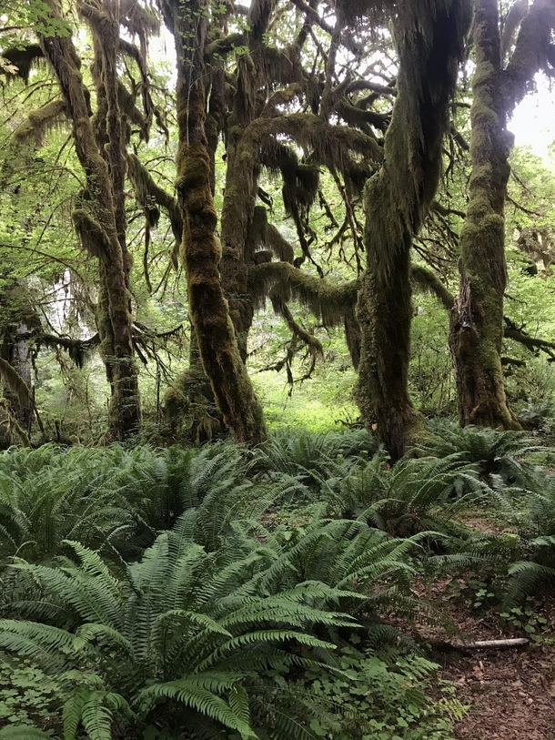Olympic national park 