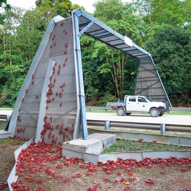 On christmas island they have bridges for the red crabs to cross roads safely when migrating to their breeding grounds