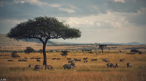 On Safari in Kenya  photo by Michael Ashton
