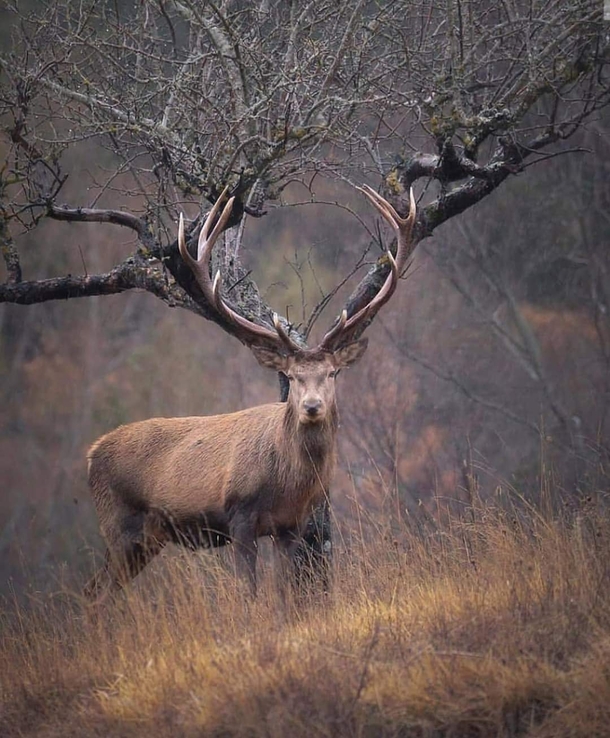 On the verge of extinction A beautiful Kashmir stag on Dachigam national park Kashmir