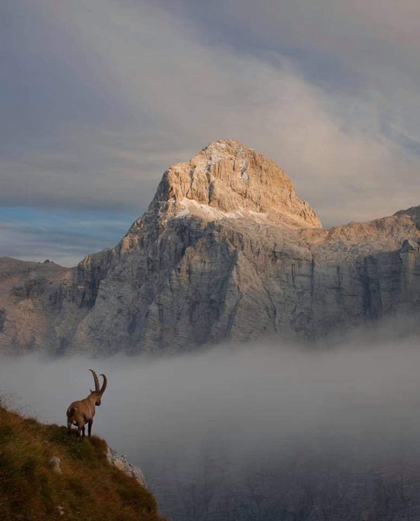 On top of the world An alpine ibex high up on the mountains of the French Alps