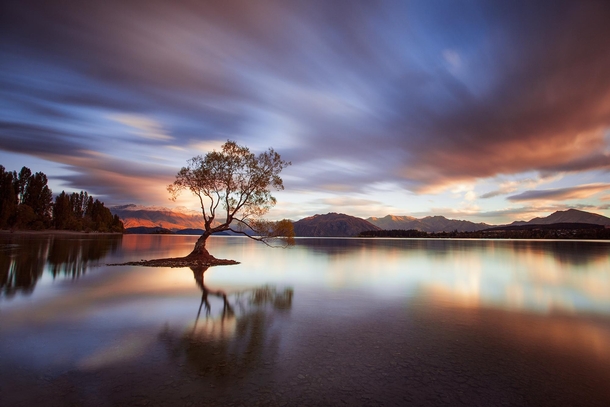 One Calm Tree Wanaka New Zealand 