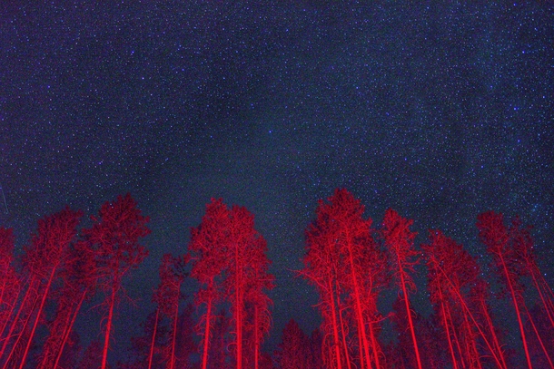 One of my favorite pre-quarantine pictures Ive taken Red Trees and Blue Stars at Glacier National Park 
