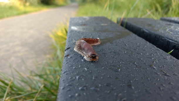 One of my first serious photos - common slug just after sunrise 