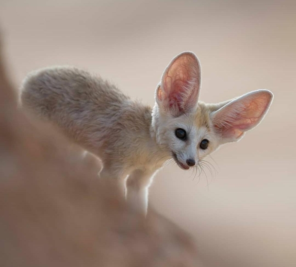 One of Sahara desserts most unique critters the fennec fox