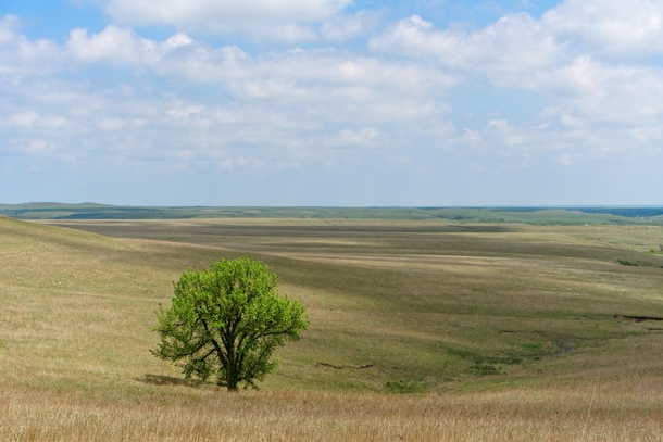 One of the last remaining areas of undisturbed prairie Kansas 