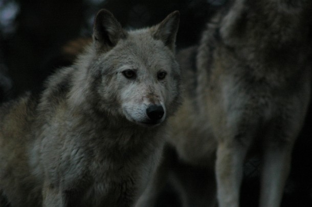 One of the pack Grey wolf Canis lupus 