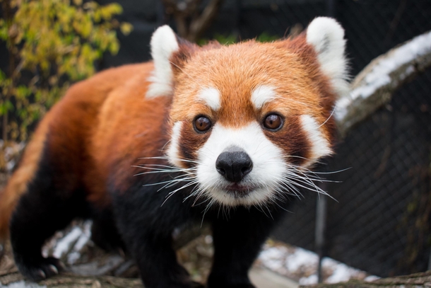 One of the Red Pandas at my local zoo
