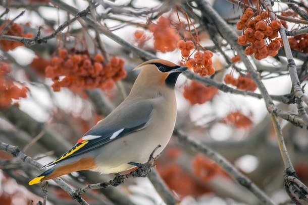One of thousands this Bohemian Waxwing posed whilst denuding this ash tree of its berries 