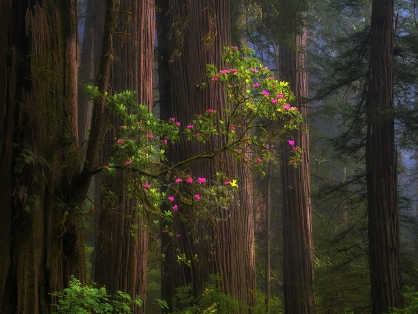 One tree growing out of another Redwood Forest California USA 