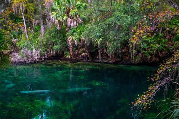 Opening of the Spring Blue Springs Florida 