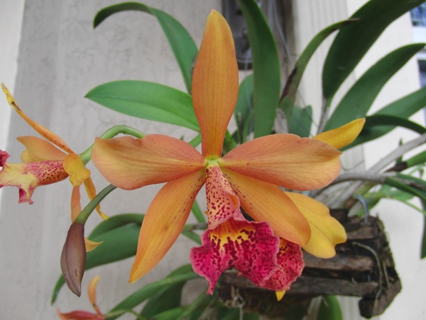 Orange and pink orchid with spots not sure what type 