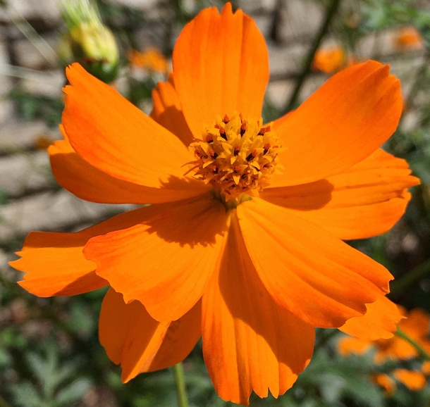Orange Cosmos - Cosmos sulphureus 
