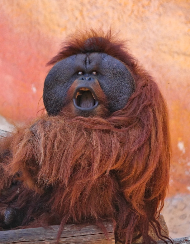 Orangutan Photo credit to Dusan Smetana
