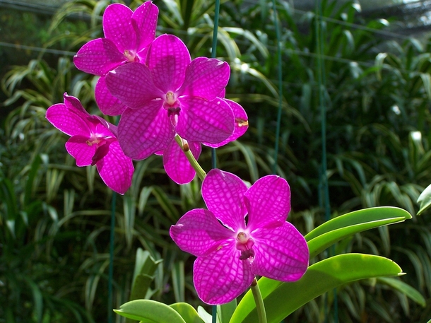 Orchid in Barbados 