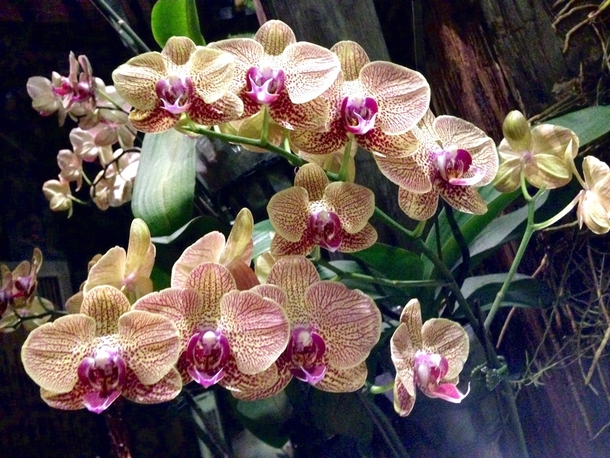 Orchids in Penang Malaysia 
