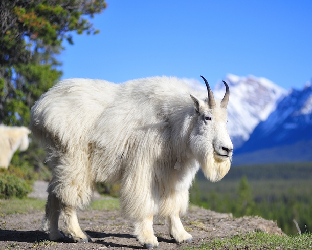 Oreamnos americanus Mountain goat a rupicaprid found only in Canada and United States of America USA is the best mountaineer on Planet Earth Photographer Brian Merry 