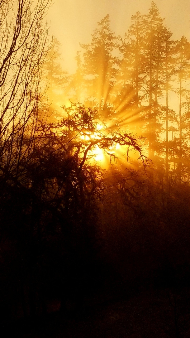 Oregon Forest Sunrise 