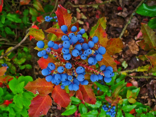 Oregon-Grape Mahonia Aquifolium 