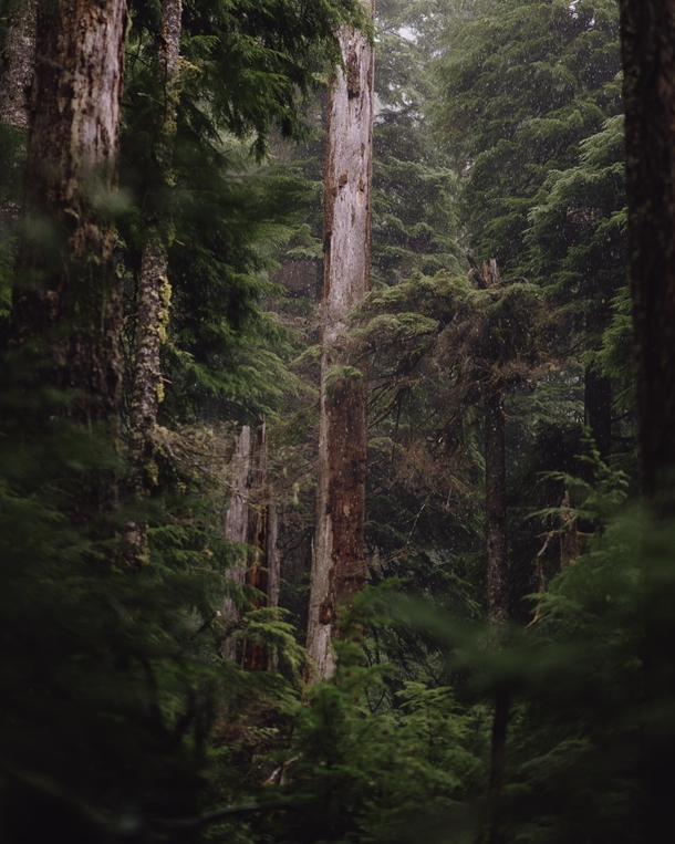 Oregons Willamette National Forest 