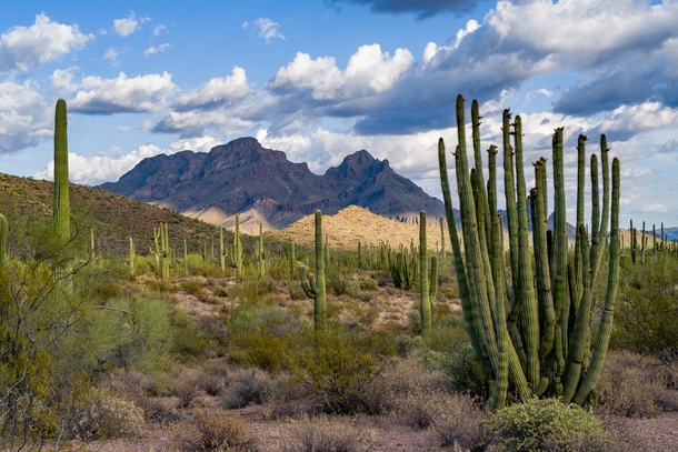 Organ Pipe Cactus National Monument Arizona US-Mexico border 