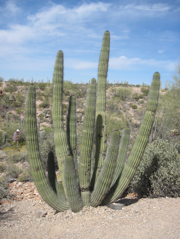 Organ pipe cactus Stenocereus thurberi in the Sonoran Desert 