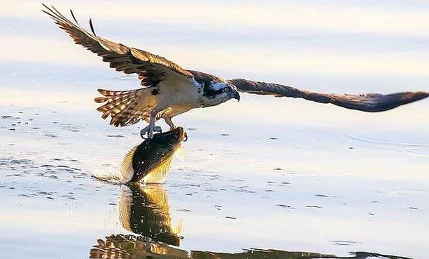 Osprey snatches up fish - Look at those claws