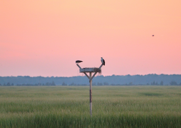 Ospreys at Sunset 