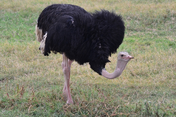 Ostrich Struthio camelus by Chris de Visser 