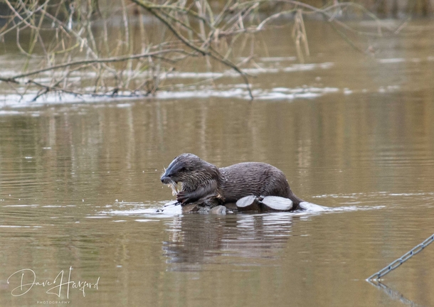 Otter with its catch Photo credit to Dave Harford
