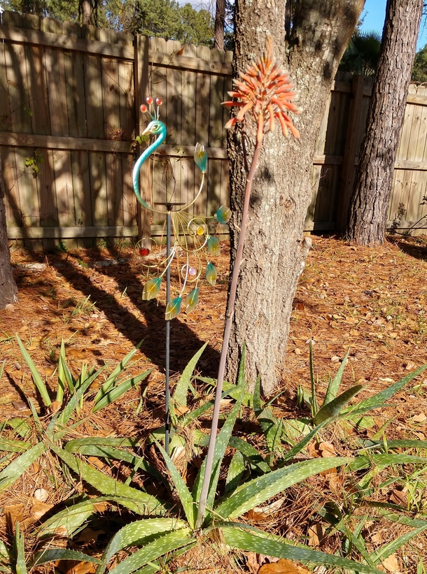 Our aloe bloom