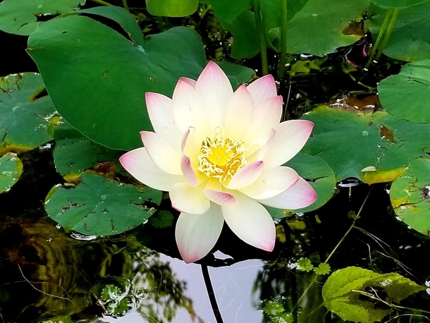 Our Lotus in bloom