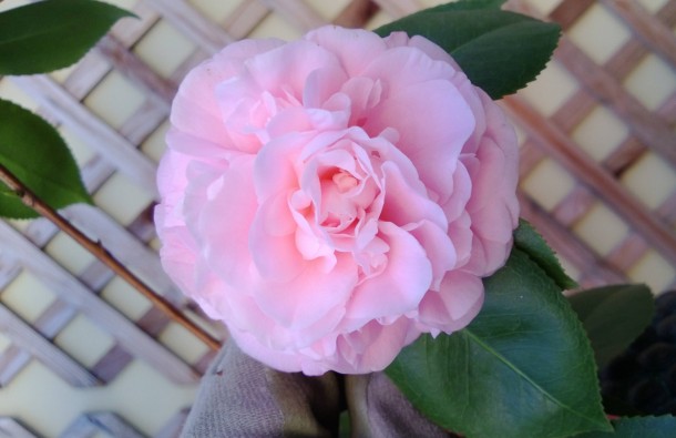 Our Pink Camellia OC x