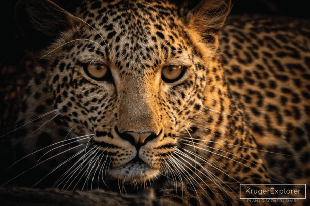 Our stunning self-drive safari leopard encounter in northern Kruger National Park 