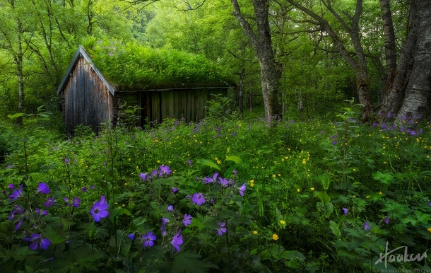 Overgrown An abandoned hut deep in the Norvegian forest near Sunndal  Photo by Haakon Nygaard