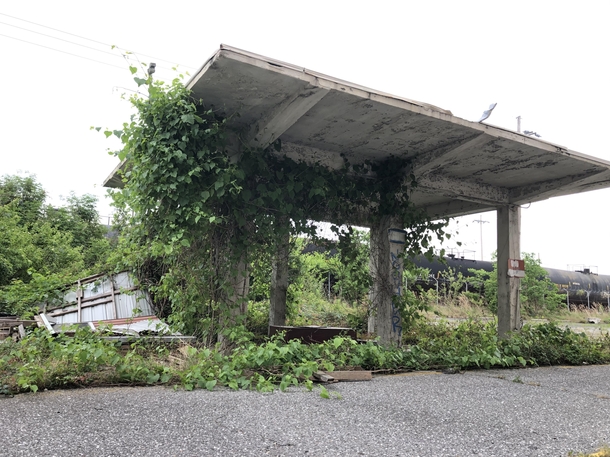 Overgrown bus stop in New Orleans
