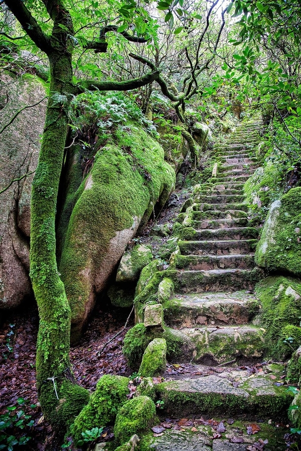 Overgrown staircase in Sintra Portugal  by Fotoaguado