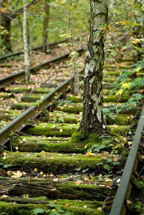 Overgrown Train Tracks Berlin Germany 