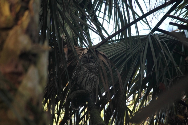 Owl in FL need help IDing the type of owl found in its daytime roost 