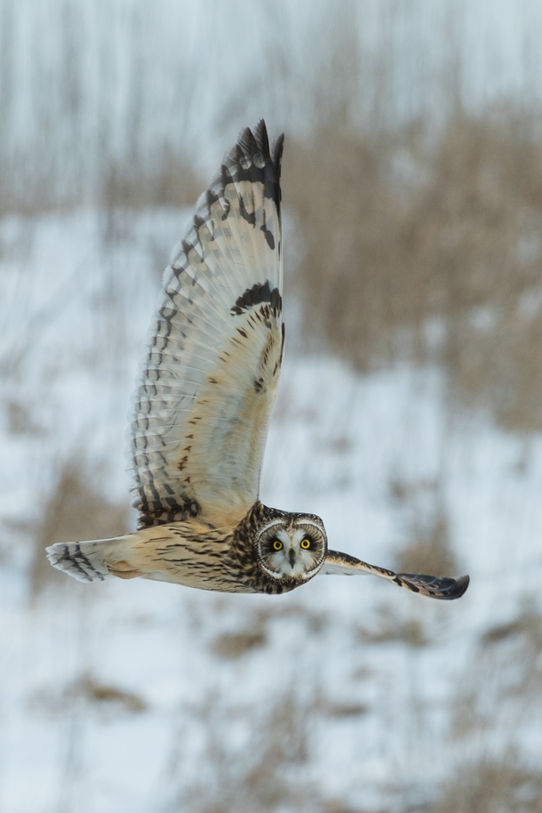 Owl in flight Photo credit to Richard Lee