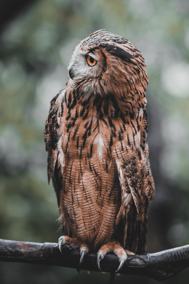 Owl Photo credit to Mehmet Turgut Kirkgoz