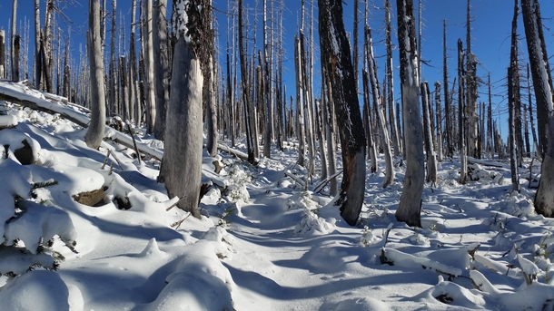 Pacific Crest Trail through a burnt forest after a fresh snow Oregon 