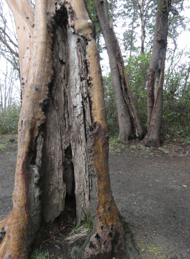 Pacific Madrone what do you think happened to it