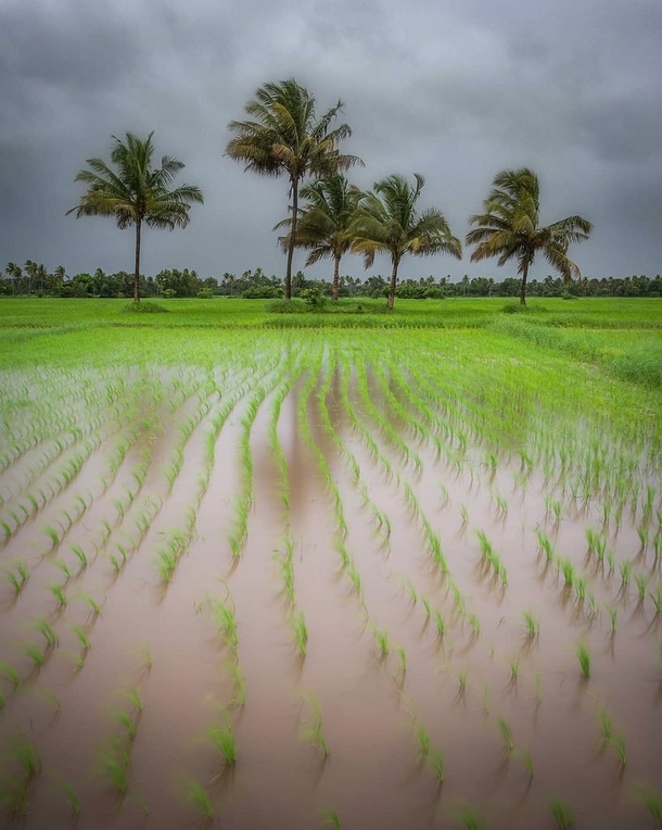 Paddy Fields in monsoon Goa India
