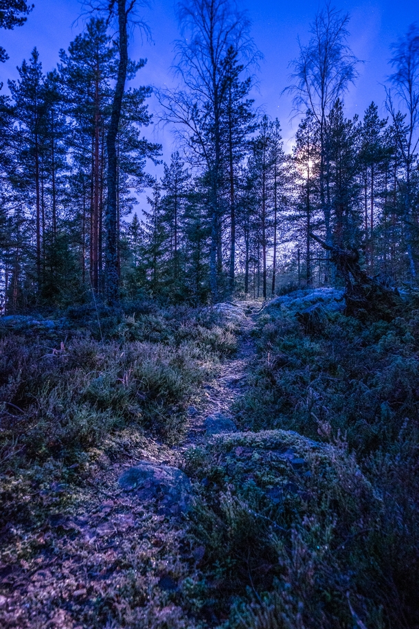 Paimio Finland - A path in a moonlit forest 