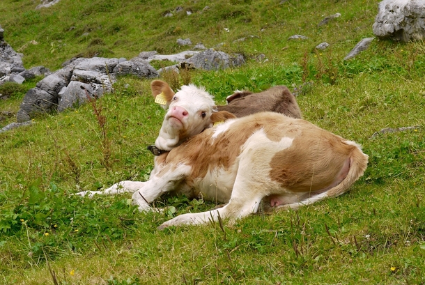 Paint me like one of your French Cows 