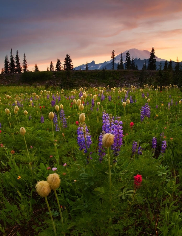 Paintbrush sunset overlooking a meadow of wildflowers at Mt Rainer Photo by Mike Dawson 